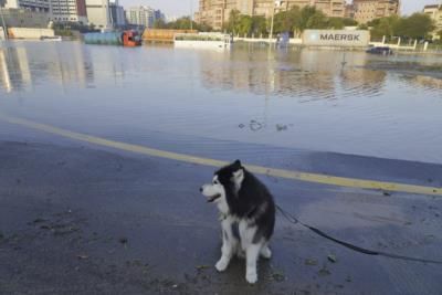 Florida Woman Sentenced To Prison For Abusing Husky