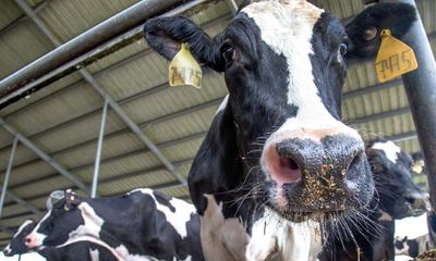Bird flu strain found in US cows flown to UK lab for testing