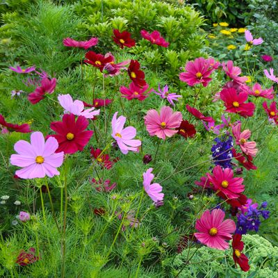 How to grow cosmos – a step-by-step guide to successfully growing these low-maintenance, summertime blooms