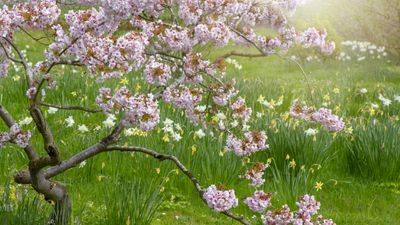 Is it necessary to fertilize established trees? Expert gardeners reveal how best to care for mature trees