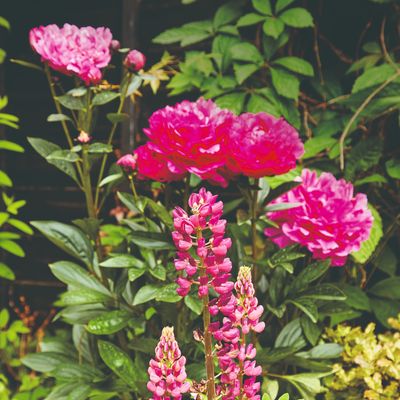 How to grow peonies and fill your garden with their big and beautiful blooms through spring and summer