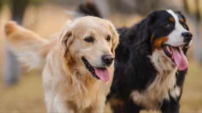 Thinking of getting a dog? Trainer explains how to choose the right breed for you and your family