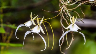 Have you heard of ghost orchids? Experts reveal all about growing these rare flowers