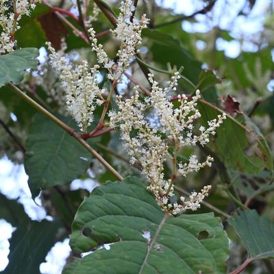 How to get rid of Japanese knotweed – without risking a hefty fine