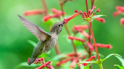 How to attract hummingbirds to your backyard, according to ornithologists
