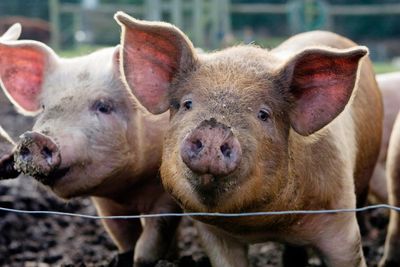 Mobile butchers mistakenly kill family’s pet pigs in Washington state