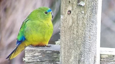 Tags could shed light on rare parrot's 'missing link'