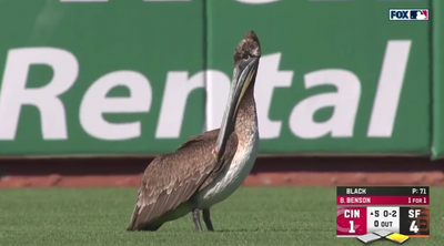 A pelican crashed the fifth inning of Reds-Giants, and the broadcast commentary was gold