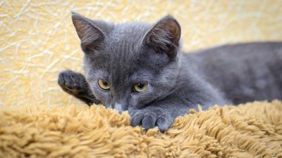 Why do cats suck on blankets? Vet reveals 6 common reasons (and what you can do about it)