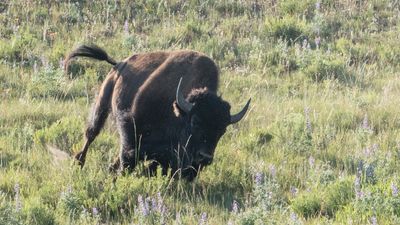 Tourist takes carelessness to another level, squatting on the ground for photos with bison at Yellowstone National Park