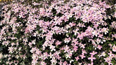 How to revive woody clematis plants – experts reveal how to save old and messy climbers that need revitalizing