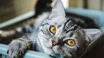 32 fun facts about American shorthair cats