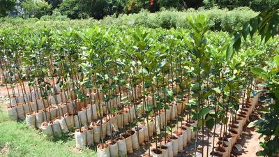 Forest Department to plant 11,700 saplings to shore up Mysuru’s green cover this year