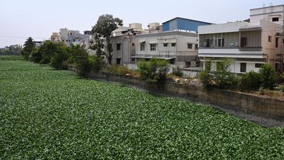 Water hyacinth chokes Uyyakondan canal in Tiruchi