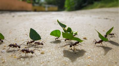 How to get rid of ants outdoors without killing plants – experts share 5 natural deterrents