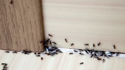 Why do ants come in the house? Pest experts reveal the reasons and how to remedy each pesky situation