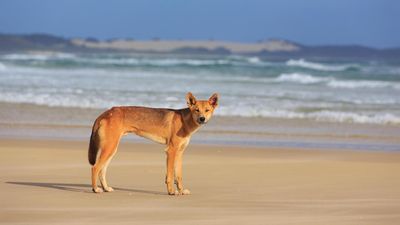 Dingo killed with speargun on tourist island