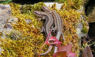 Country diary: The lizards are out, basking and, perhaps, breeding