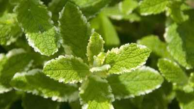 These are the most unusual and refreshing mint varieties to grow this year – for tasty, aromatic herbs