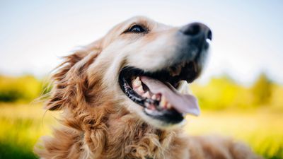 Want to boost your dog’s happiness and improve their behavior? Trainer says it all comes down to this one thing