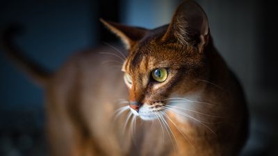 32 fun facts about Abyssinian cats