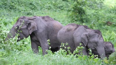 CPI wants T.N. Forest Department’s draft elephant corridor plan withdrawn