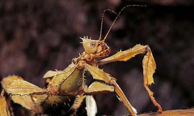 The pet I’ll never forget: my giant stick insect, who ruled her empire like a spiny queen