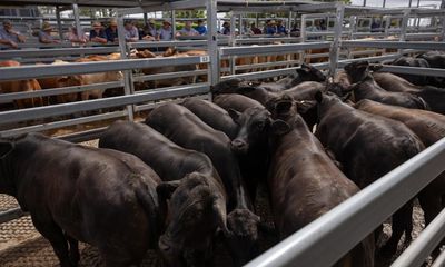 Move to protect Australian beef industry from EU land clearing laws criticised by scientists