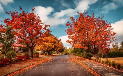 So scarlet it was maroon: five places to watch Australia’s autumn leaves turn