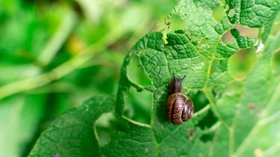 9 ways to deter slugs and snails from your yard
