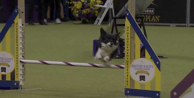 Watch Nimble the mixed-breed dog demolish the 2024 Westminster Masters Agility course in under 30 seconds