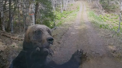 Terrifying video shows angry bear launching blistering attack on foragers’ truck in Japan