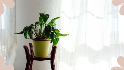 Why isn't my peace lily flowering? Plant experts weigh in