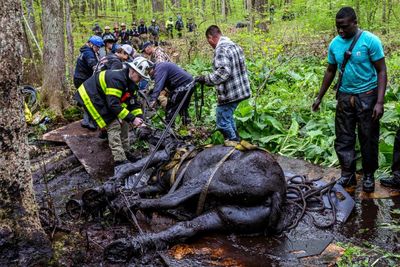 Connecticut horses ‘happily eating hay’ after rescuers built bridge to save them from mud