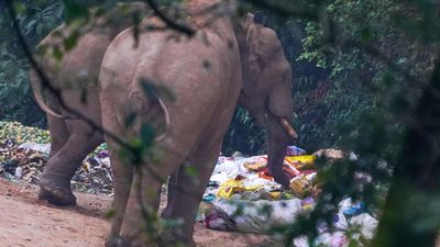 Dumping yard a death trap for wild elephants in Munnar