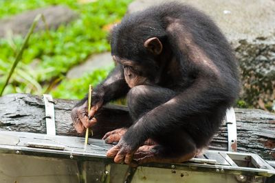 Chimps continue to learn about tools
