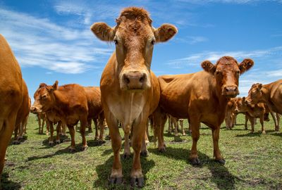 How bird flu impacts cattle