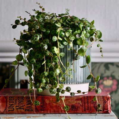 How to propagate a string of turtles - easily double your houseplant collection for free