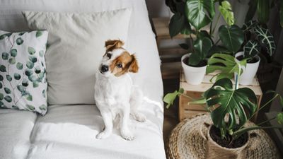 Which houseplants are toxic to dogs? Vet experts pinpoint problem plants and solutions