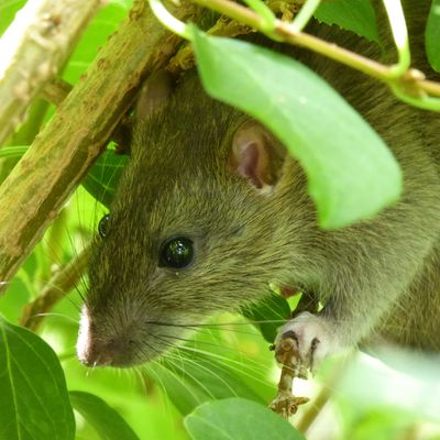 How to stop rats in the garden - why rats are invading Britain’s gardens and what you can do to keep them at bay