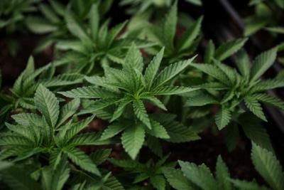 US Reclassification To Boost Cannabis Research Funding