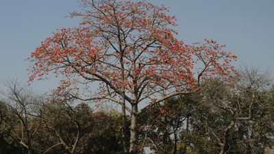 For Udaipur’s Holi, Rajasthan’s semal trees are going up in flames