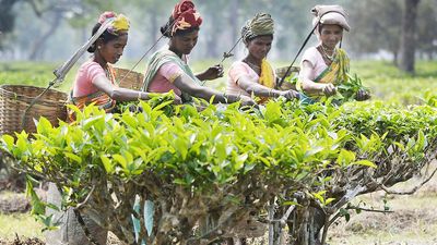 Tea body fears 50% crop loss ahead