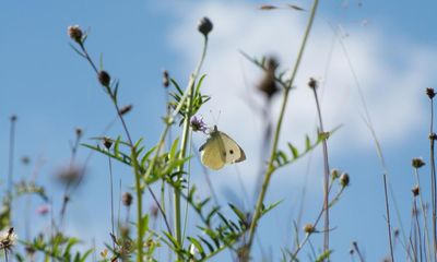 Ministers mount last-ditch attempt to save EU laws on restoring nature