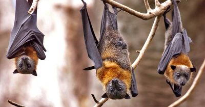 Council votes on plan to manage 20,000 flying foxes that won't leave
