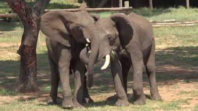 For elephants, like people, greetings are a complicated affair