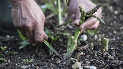 How to harvest asparagus – why you can cut or snap, but never pull this crop