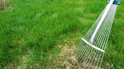 How to tell if your lawn needs dethatching — and how often you should do it