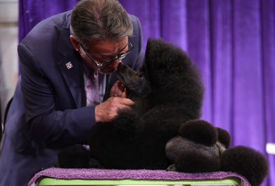 Westminster Dog Show 2024 winners: A complete list who won each group and Best in Show