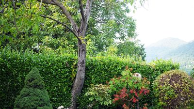 How and when to fertilize hedges in spring – expert advice for healthy green growth